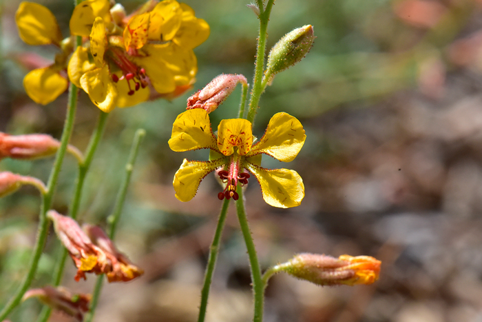 Indian Rushpea has showy flowers of yellow with orange and red. Note that the flowering stalk is glandular as is most of the plant. The 5 petals are not perfectly radially symmetrical. Hoffmannseggia glauca
